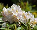 Rhododendron 9M14D-09
